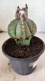 ASTROPHYTUM MYRIOSTIGMA Nº 1100 – vaso 15 - Imagem 7