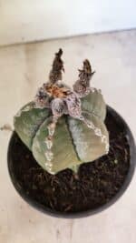 ASTROPHYTUM MYRIOSTIGMA Nº 1100 – vaso 15 - Imagem 6