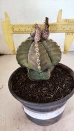 ASTROPHYTUM MYRIOSTIGMA Nº 1100 – vaso 15 - Imagem 4