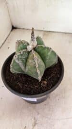 ASTROPHYTUM MYRIOSTIGMA  Nº 1102 – vaso 15 - Imagem 9