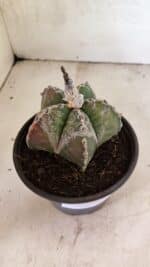 ASTROPHYTUM MYRIOSTIGMA  Nº 1102 – vaso 15 - Imagem 8