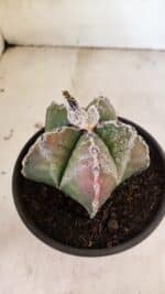 ASTROPHYTUM MYRIOSTIGMA  Nº 1102 – vaso 15 - Imagem 3