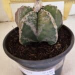 ASTROPHYTUM MYRIOSTIGMA  Nº 1102 – vaso 15