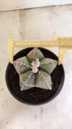 ASTROPHYTUM MYRIOSTIGMA  Nº 1102 – vaso 15 - Imagem 5