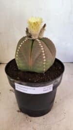 ASTROPHYTUM MYRIOSTIGMA  Nº 1108 – vaso 17 - Imagem 2