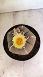 ASTROPHYTUM MYRIOSTIGMA  Nº 1108 – vaso 17 - Imagem 10