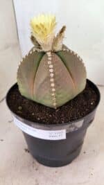 ASTROPHYTUM MYRIOSTIGMA  Nº 1108 – vaso 17 - Imagem 9