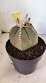 ASTROPHYTUM MYRIOSTIGMA  Nº 1108 – vaso 17 - Imagem 8