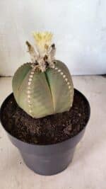 ASTROPHYTUM MYRIOSTIGMA  Nº 1108 – vaso 17 - Imagem 7