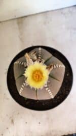 ASTROPHYTUM MYRIOSTIGMA  Nº 1108 – vaso 17 - Imagem 3