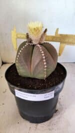 ASTROPHYTUM MYRIOSTIGMA  Nº 1108 – vaso 17