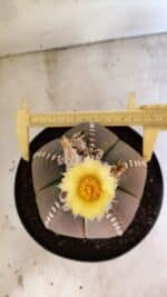 ASTROPHYTUM MYRIOSTIGMA  Nº 1108 – vaso 17 - Imagem 5