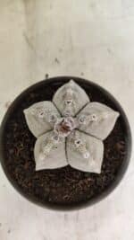 ASTROPHYTUM MYRIOSTIGMA Nº 1124 – vaso 15 - Imagem 3