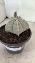 ASTROPHYTUM MYRIOSTIGMA Nº 1124 – vaso 15 - Imagem 8