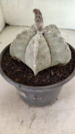 ASTROPHYTUM MYRIOSTIGMA Nº 1124 – vaso 15 - Imagem 7