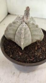 ASTROPHYTUM MYRIOSTIGMA Nº 1124 – vaso 15 - Imagem 6