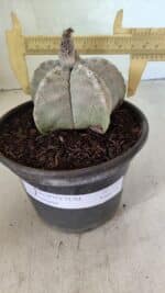 ASTROPHYTUM MYRIOSTIGMA Nº 1124 – vaso 15 - Imagem 4