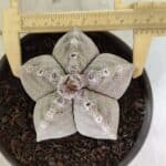 ASTROPHYTUM MYRIOSTIGMA Nº 1124 – vaso 15