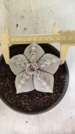 ASTROPHYTUM MYRIOSTIGMA Nº 1124 – vaso 15