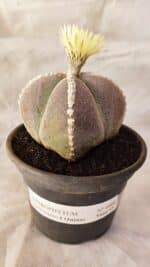 ASTROPHYTUM MYRIOSTIGMA "4 QUINAS" Nº 1066 – vaso 15 - Imagem 2