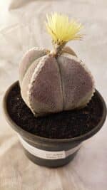 ASTROPHYTUM MYRIOSTIGMA "4 QUINAS" Nº 1066 – vaso 15 - Imagem 8