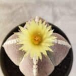 ASTROPHYTUM MYRIOSTIGMA "4 QUINAS" Nº 1066 – vaso 15
