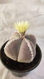 ASTROPHYTUM MYRIOSTIGMA "4 QUINAS" Nº 1066 – vaso 15 - Imagem 6