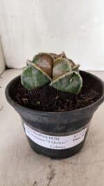 ASTROPHYTUM MYRIOSTIGMA "4 QUINAS - Colonia" Nº 1094 – vaso 15 - Imagem 2