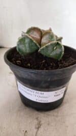 ASTROPHYTUM MYRIOSTIGMA "4 QUINAS - Colonia" Nº 1094 – vaso 15 - Imagem 7