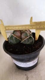 ASTROPHYTUM MYRIOSTIGMA "4 QUINAS - Colonia" Nº 1094 – vaso 15 - Imagem 4