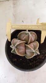 ASTROPHYTUM MYRIOSTIGMA "4 QUINAS - Colonia" Nº 1094 – vaso 15
