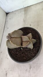 ASTROPHYTUM MYRIOSTIGMA "Bicéfalo" Nº 1099 – vaso 15 - Imagem 9