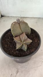 ASTROPHYTUM MYRIOSTIGMA "Bicéfalo" Nº 1099 – vaso 15 - Imagem 6