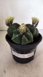 ASTROPHYTUM MYRIOSTIGMA "Colônia" Nº 1055 – vaso 15 - Imagem 2