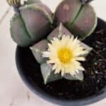 ASTROPHYTUM MYRIOSTIGMA "Colônia" Nº 1055 – vaso 15