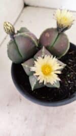 ASTROPHYTUM MYRIOSTIGMA "Colônia" Nº 1055 – vaso 15
