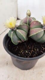 ASTROPHYTUM MYRIOSTIGMA "Colônia" Nº 1055 – vaso 15 - Imagem 7