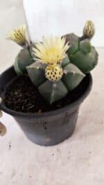 ASTROPHYTUM MYRIOSTIGMA "Colônia" Nº 1055 – vaso 15 - Imagem 5