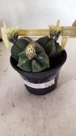 ASTROPHYTUM MYRIOSTIGMA "Colônia" Nº 1055 – vaso 15 - Imagem 4