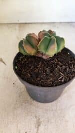 ASTROPHYTUM MYRIOSTIGMA "Colônia" Nº 1093 – vaso 11 - Imagem 6