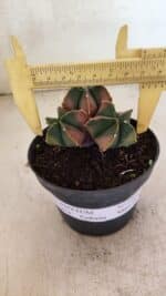 ASTROPHYTUM MYRIOSTIGMA "Colônia" Nº 1093 – vaso 11