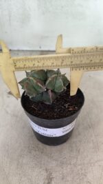 ASTROPHYTUM MYRIOSTIGMA "Colônia" Nº 1093 – vaso 11 - Imagem 4