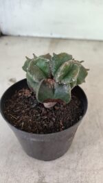 ASTROPHYTUM MYRIOSTIGMA "Colônia" Nº 1093 – vaso 11 - Imagem 3