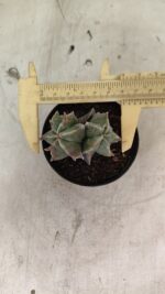 ASTROPHYTUM MYRIOSTIGMA "Colônia" Nº 1093 – vaso 11 - Imagem 9