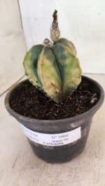 ASTROPHYTUM Myriostigma FUKURYU "Variegata" Nº 1066 – vaso 15 - Imagem 8