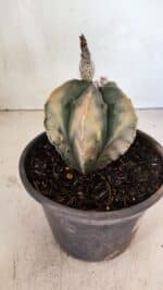 ASTROPHYTUM Myriostigma FUKURYU "Variegata" Nº 1066 – vaso 15 - Imagem 6