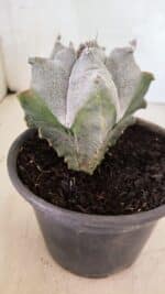 ASTROPHYTUM Myriostigma FUKURYU Nº 1072 – vaso 15 - Imagem 7