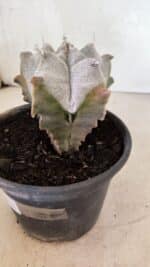 ASTROPHYTUM Myriostigma FUKURYU Nº 1072 – vaso 15 - Imagem 6