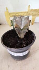 ASTROPHYTUM Myriostigma FUKURYU Nº 1072 – vaso 15