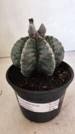 ASTROPHYTUM MYRIOSTIGMA "Multicostatum - 6 quinas "  Nº 1016 – vaso 15 - Imagem 2